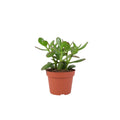 Crassula Money Plant 12cm Pot