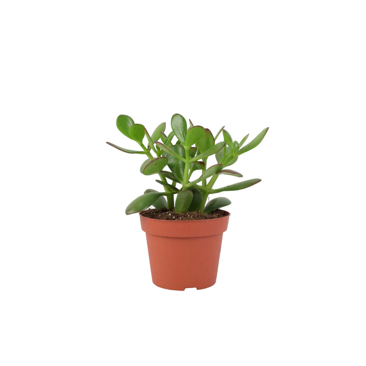 Crassula Money Plant 12cm Pot