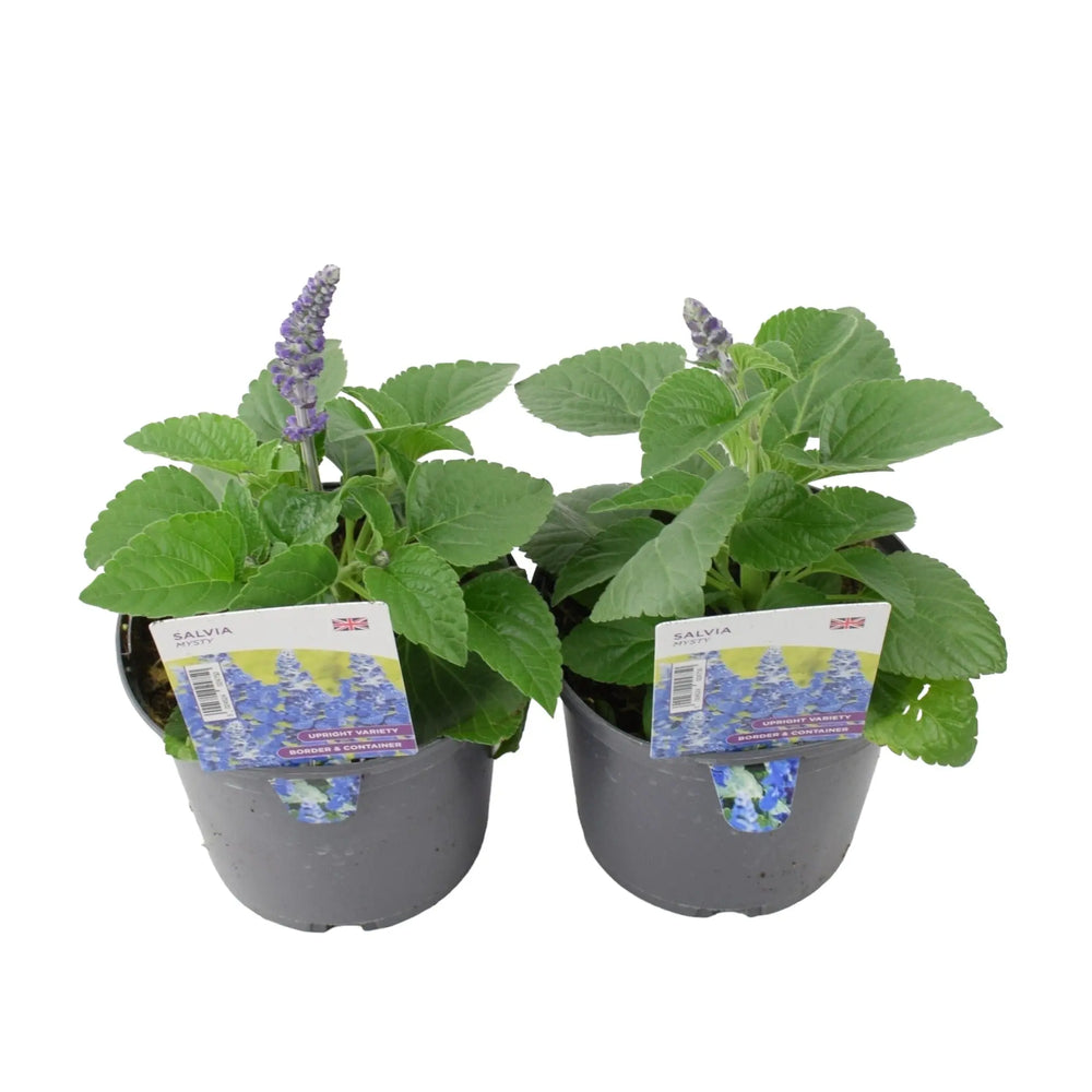 Salvia Mysty 1L Pot x 2 Plants By Post