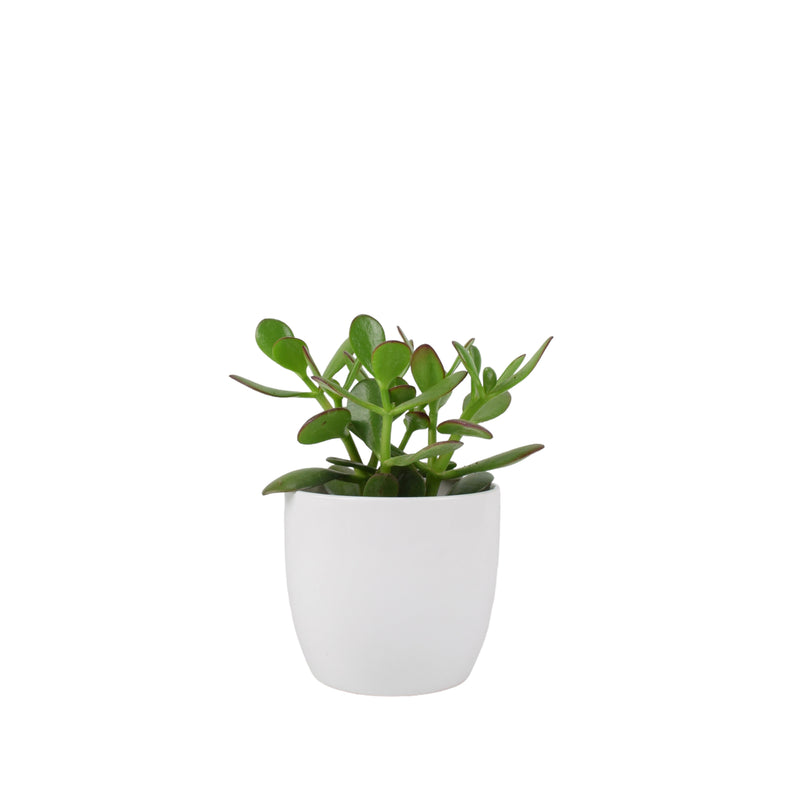 Crassula Money Plant 12cm Pot