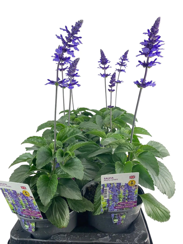 Salvia Mysty 1L Pot x 2 Plants By Post