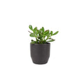 Crassula Money Plant 12cm Pot