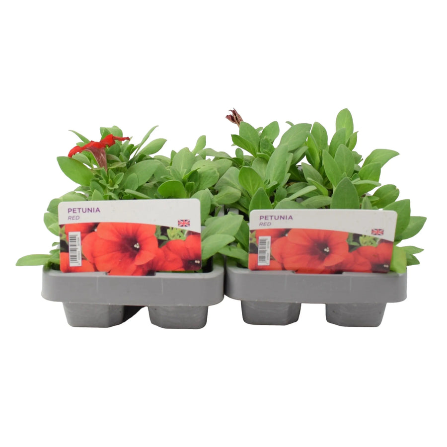 Petunia Red 6 Pack x 2 (12 Plants) plants by post