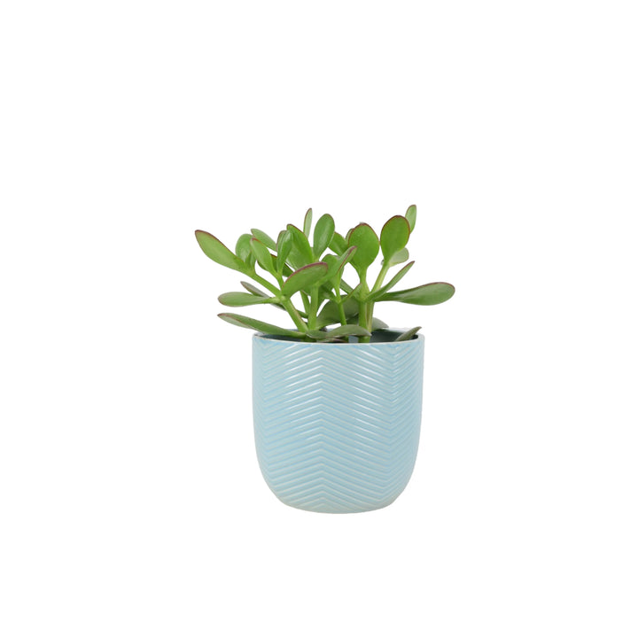 Crassula Money Plant 12cm Pot