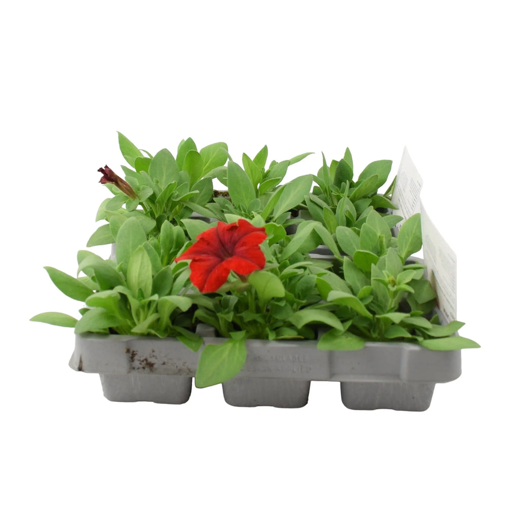 Petunia Red 6 Pack x 2 (12 Plants) plants by post