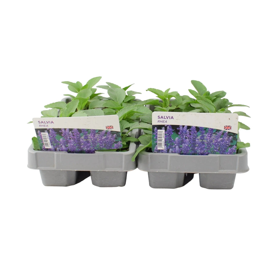Salvia Rhea 6 Pack (12 Plants) x 2 plants by post