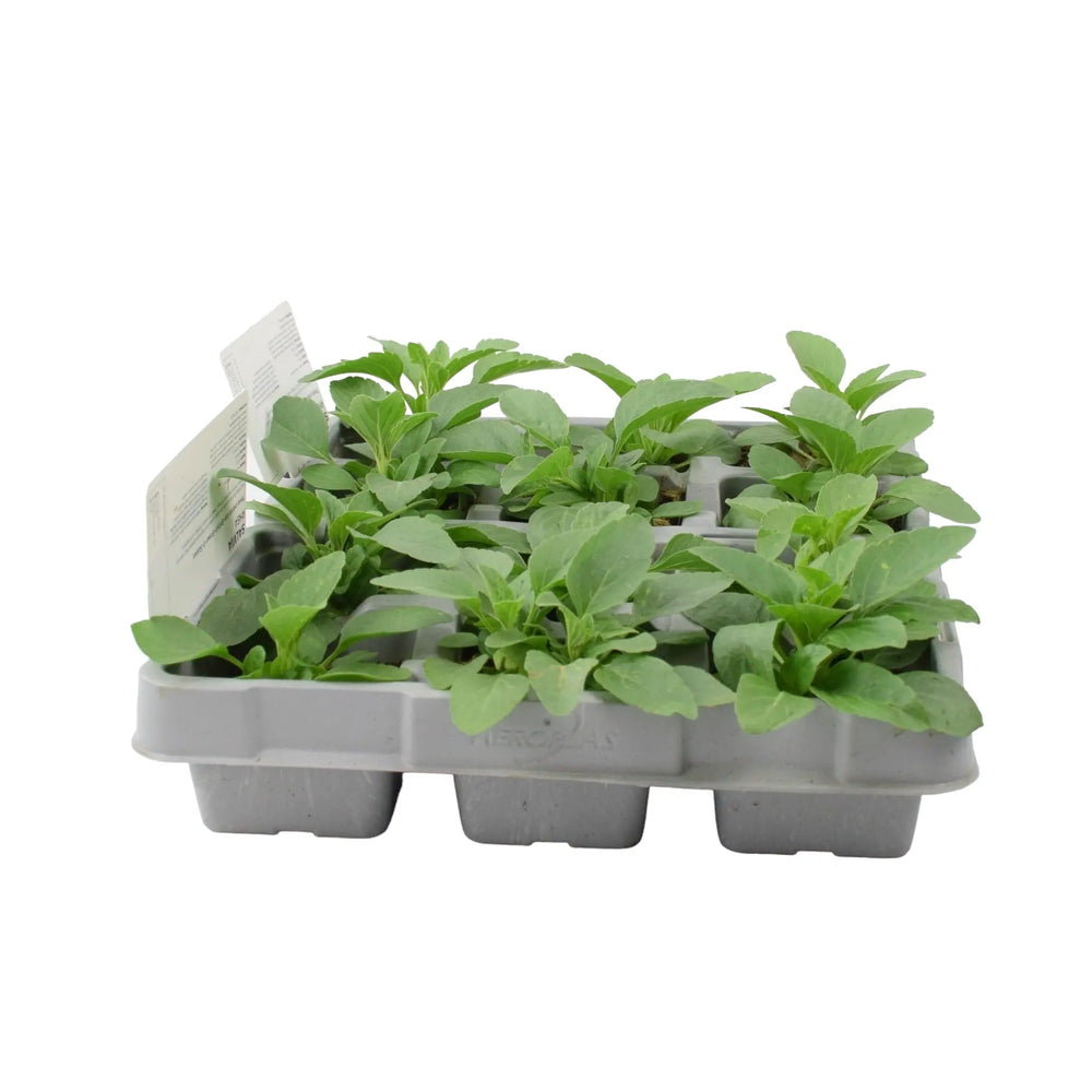 Salvia Rhea 6 Pack (12 Plants) x 2 plants by post