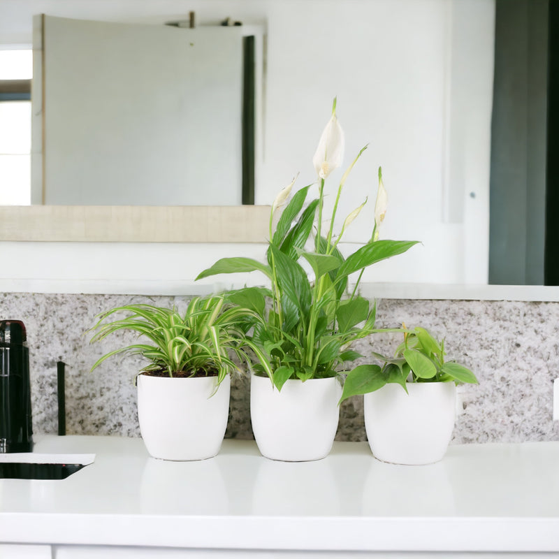 Bathroom Houseplant Collection