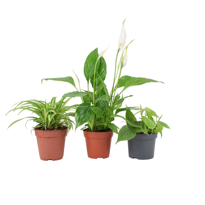 Bathroom Houseplant Collection