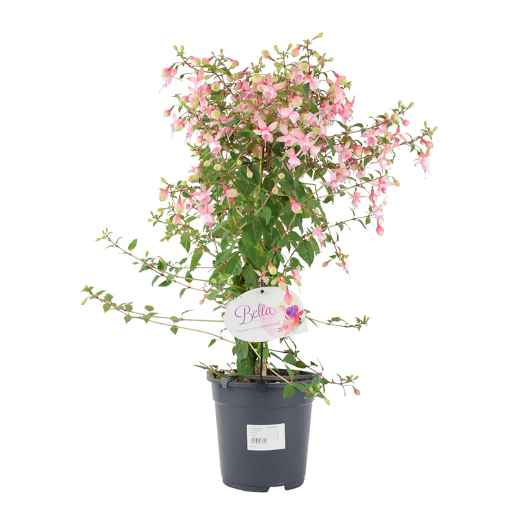 Fuchsia Bella Standard Pink & White 19cm Pot plants by post