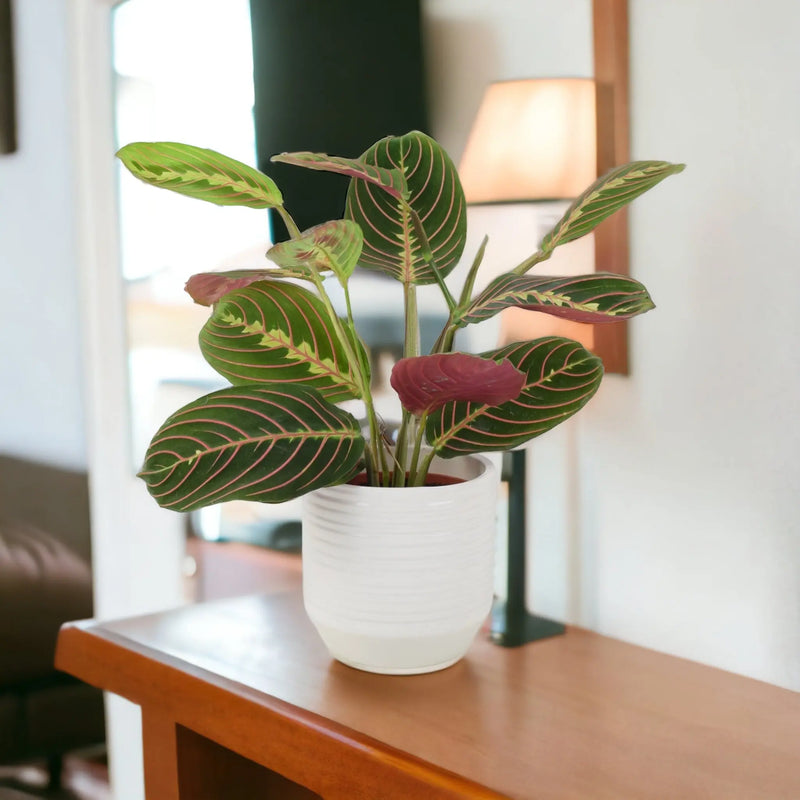 Maranta Leuconeura Prayer Plant 12cm