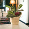 Basket Seagrass With Handles