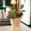 Basket Seagrass With Handles