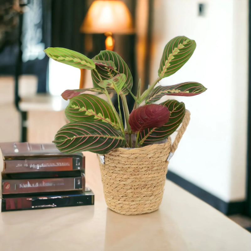 Maranta Leuconeura Prayer Plant 12cm