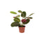 Nursery Pot