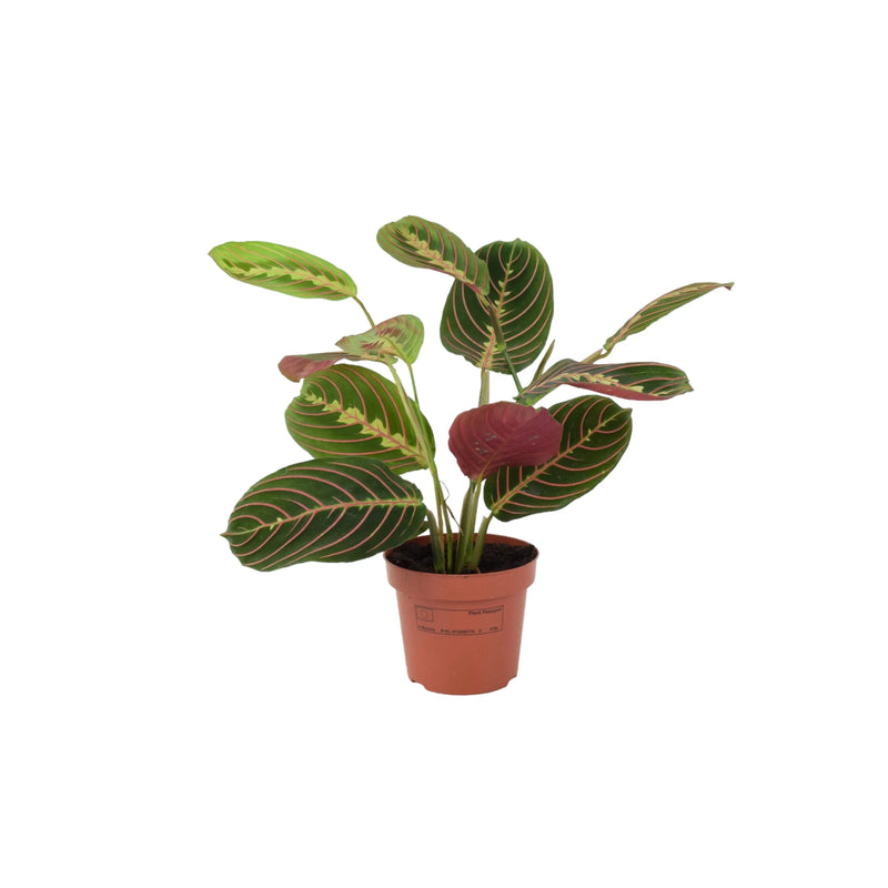 Maranta Leuconeura Prayer Plant 12cm