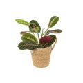 Maranta Leuconeura Prayer Plant 12cm