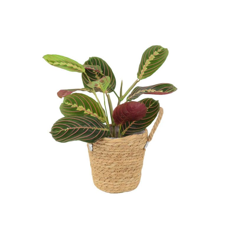 Maranta Leuconeura Prayer Plant 12cm