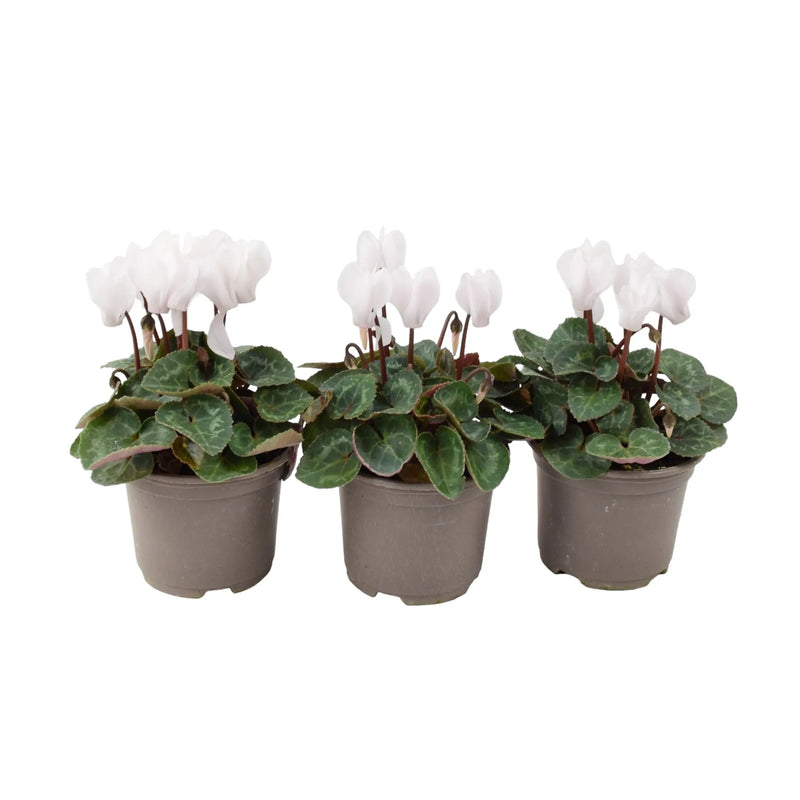 Cyclamen White 9cm Pot x 3