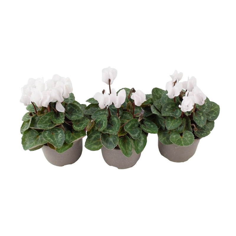 Cyclamen White 9cm Pot x 3