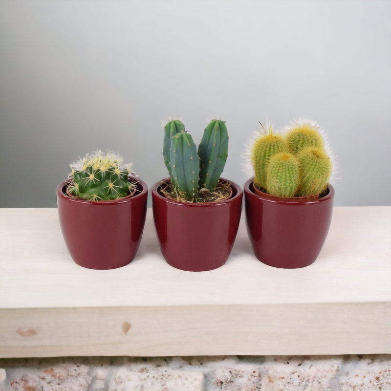 Cactus Mixed 5.5cm x 3