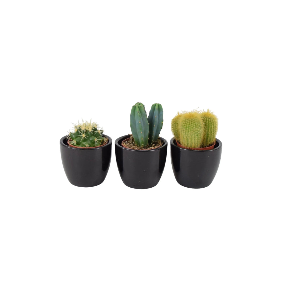 mini cactus plants in pots Cactus Mixed 5.5cm x 3