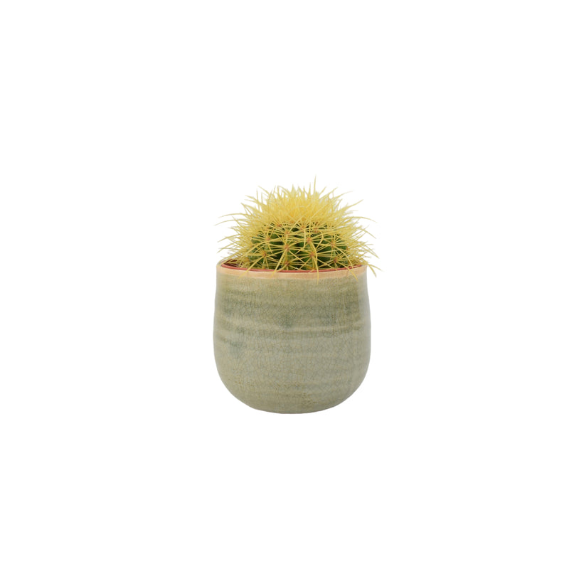 Cactus Echinocactus grusonii in 12cm