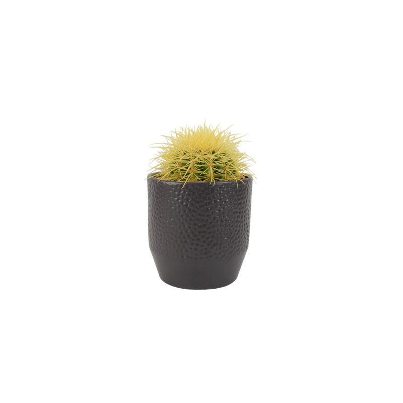 Cactus Echinocactus grusonii in 12cm