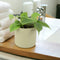 Ceramic French Green