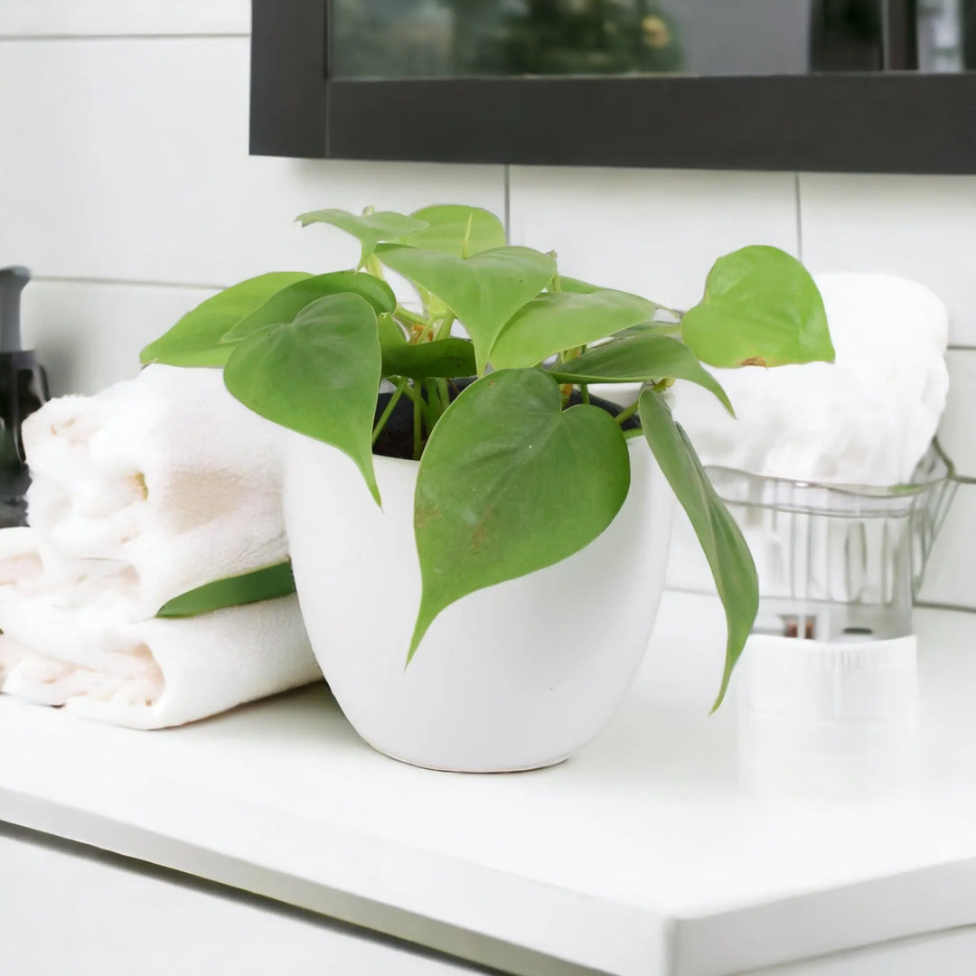 buy philodendron uk Philodendron Scandens 12cm Pot