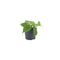 Nursery Pot