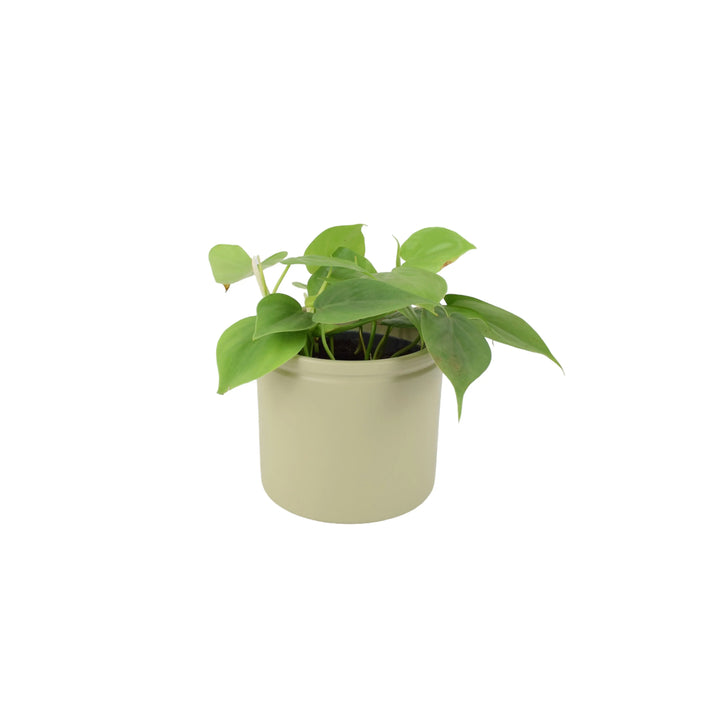 buy philodendron uk Philodendron Scandens 12cm Pot