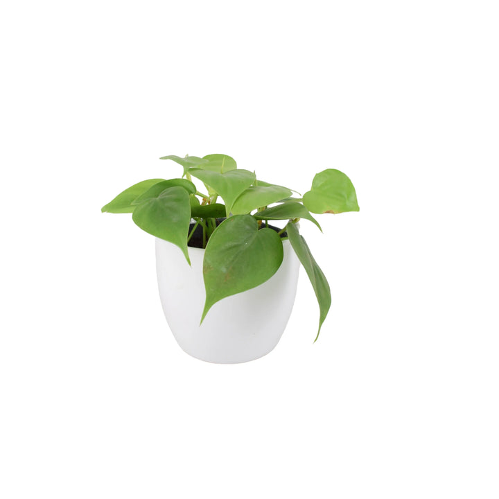 philodendron houseplant uk Philodendron Scandens 12cm Pot