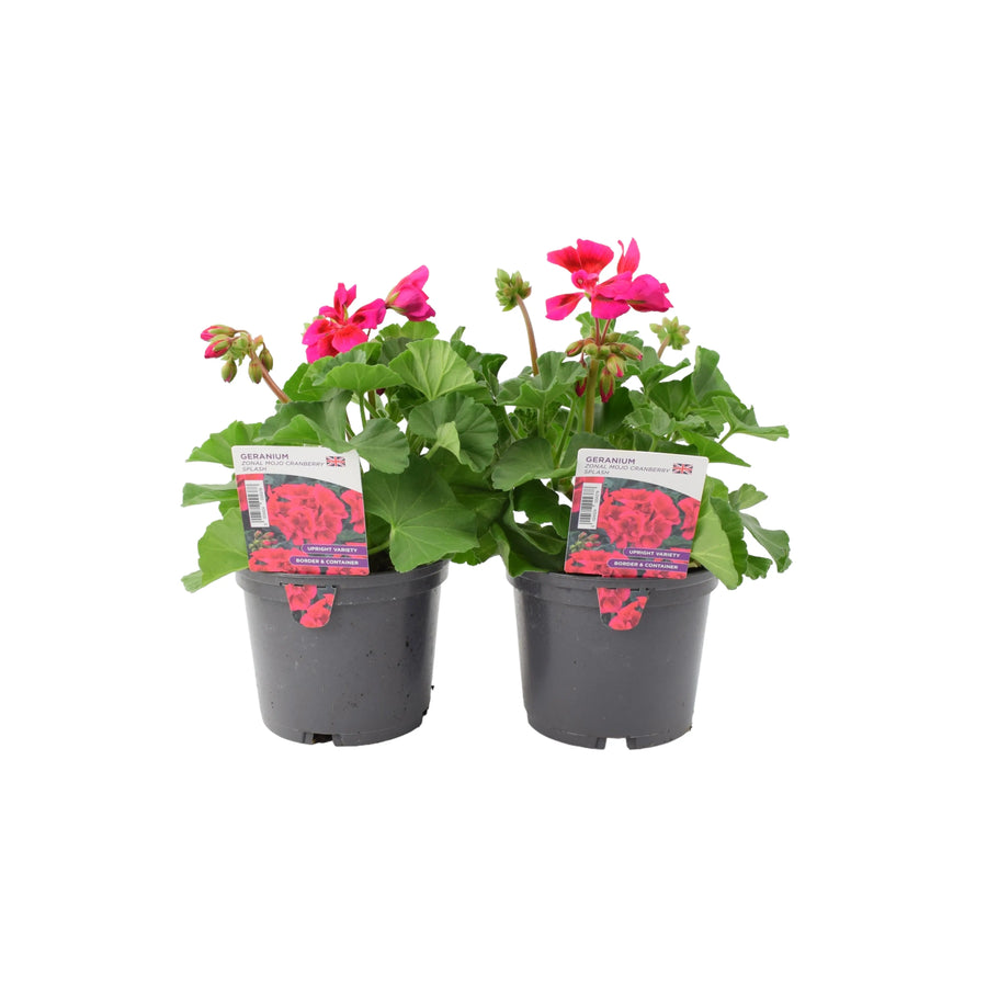 Geranium Zonal Mojo Cranberry Splash 1L x 2 plants by post
