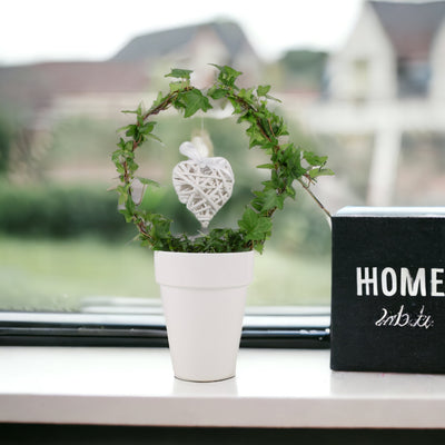 Love Hedera (Ivy) Hoop in White 12cm Pot Gift