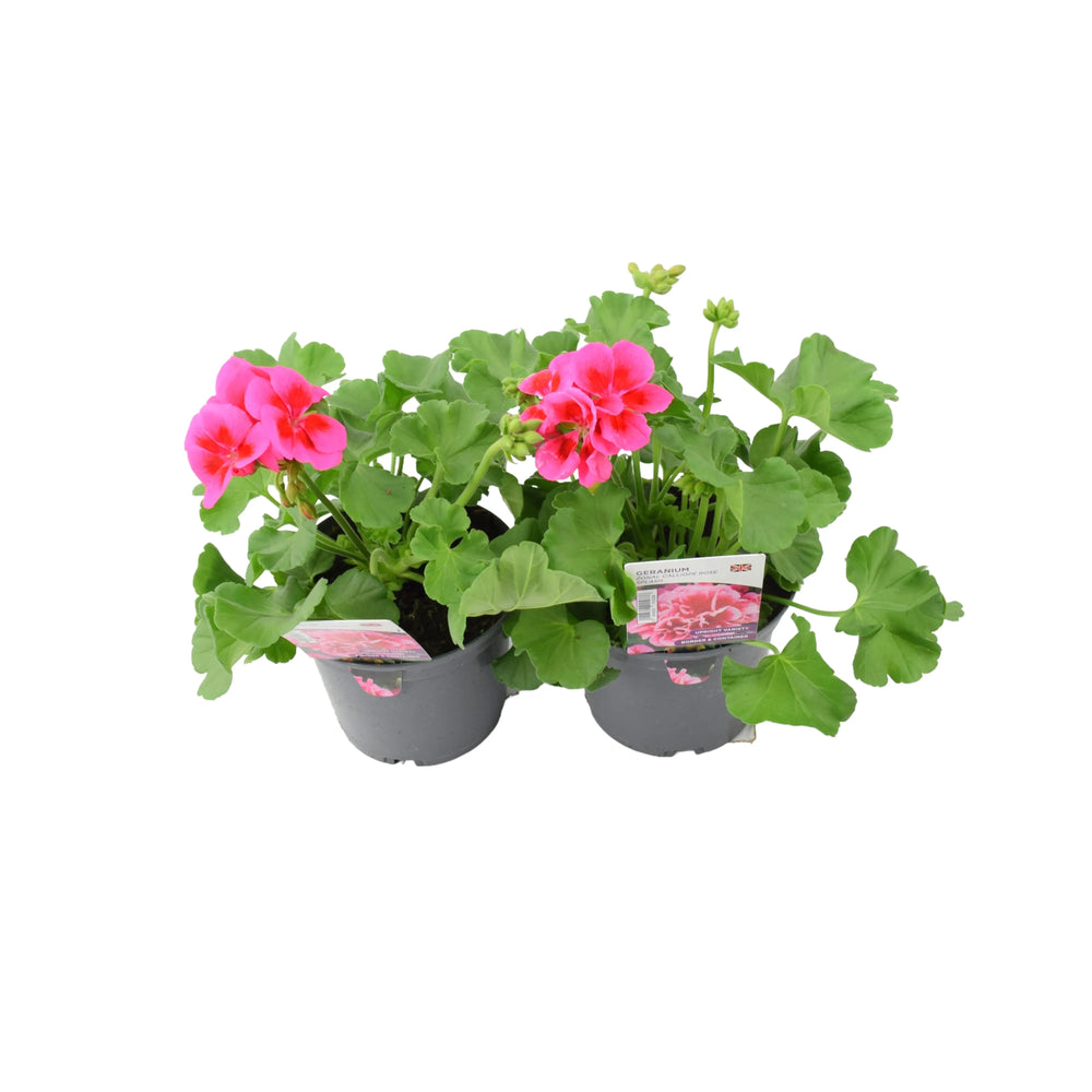 Geranium Zonal Mojo Cranberry Splash 1L x 2 plants by post