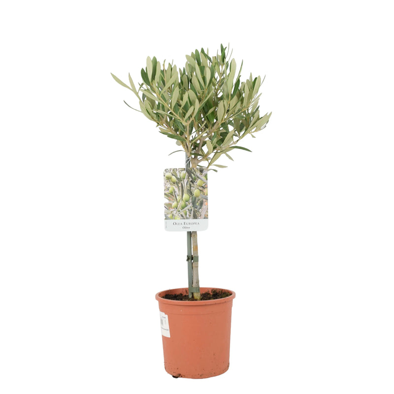 Olive Tree 50-60cm Tal