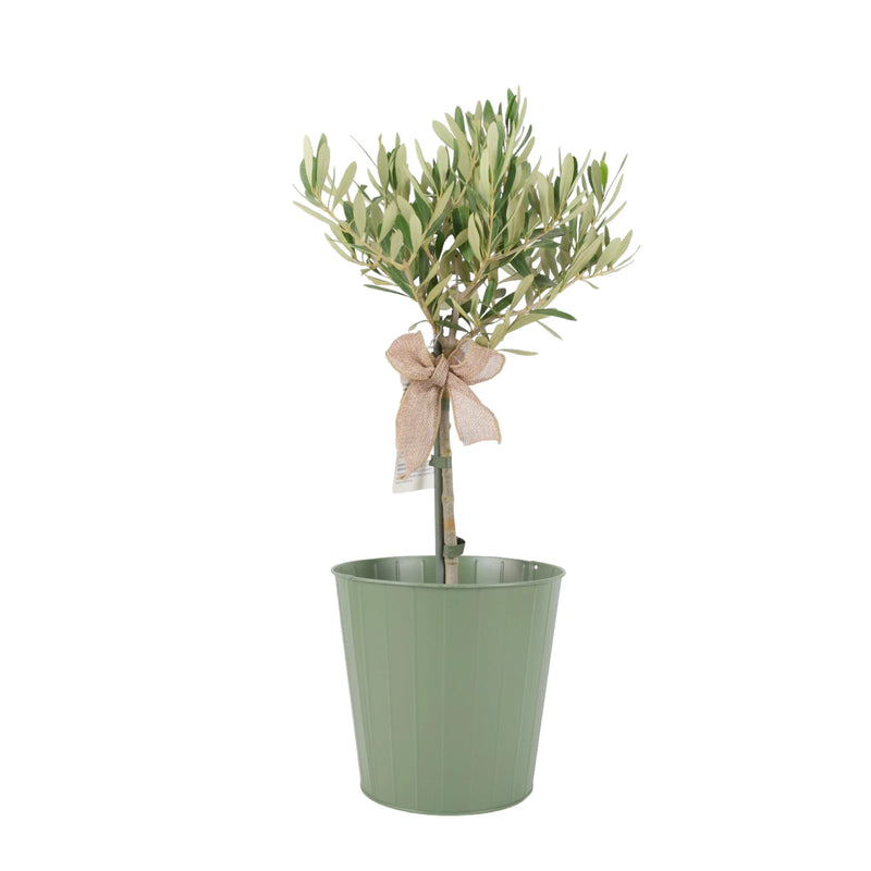 Olive Tree 50-60cm Tal