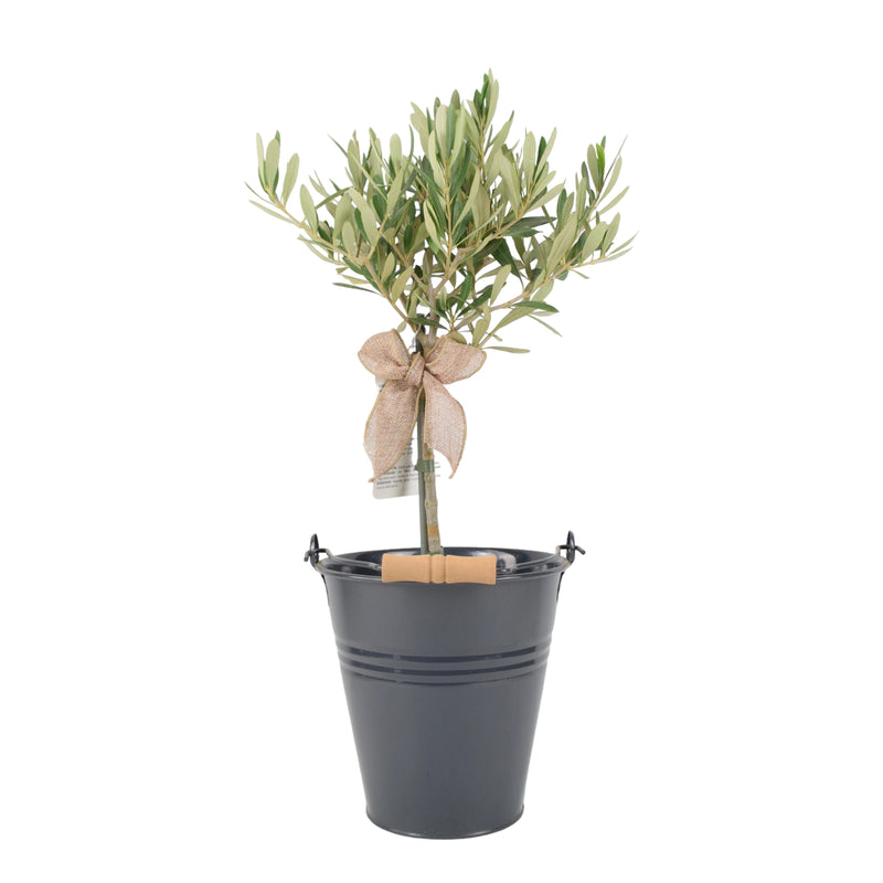 Olive Tree 50-60cm Tall