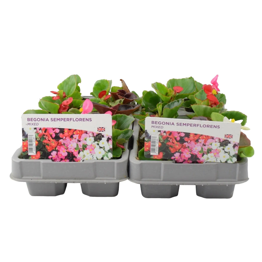 Begonia Semperflorens Mixed