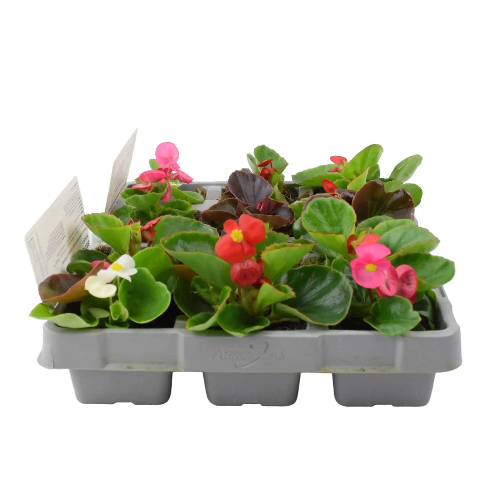 Begonia Semperflorens Mixed