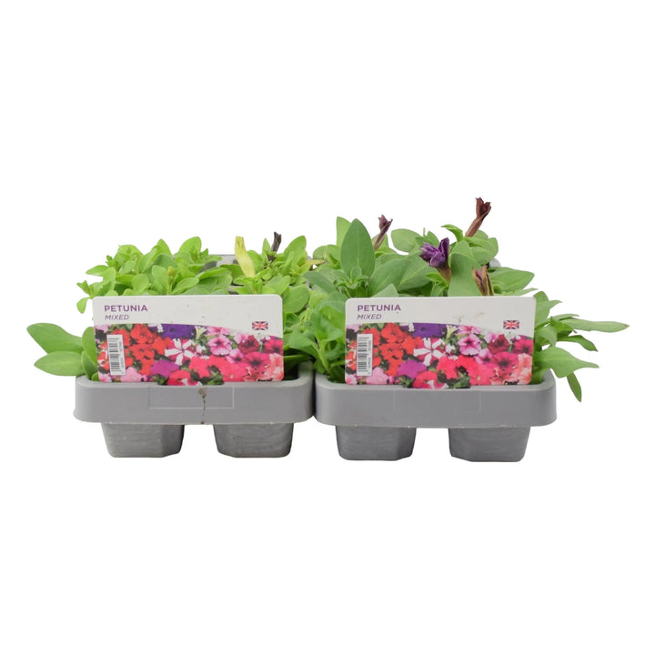 Petunia Mixed 6 Pack x 2 (12 Plants) plants by post