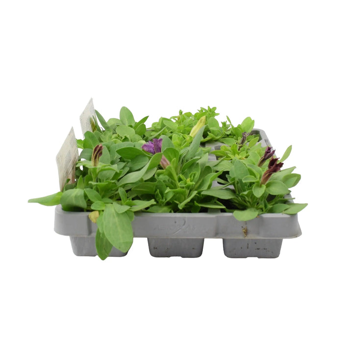 Petunia Mixed 6 Pack x 2 (12 Plants) plants by post