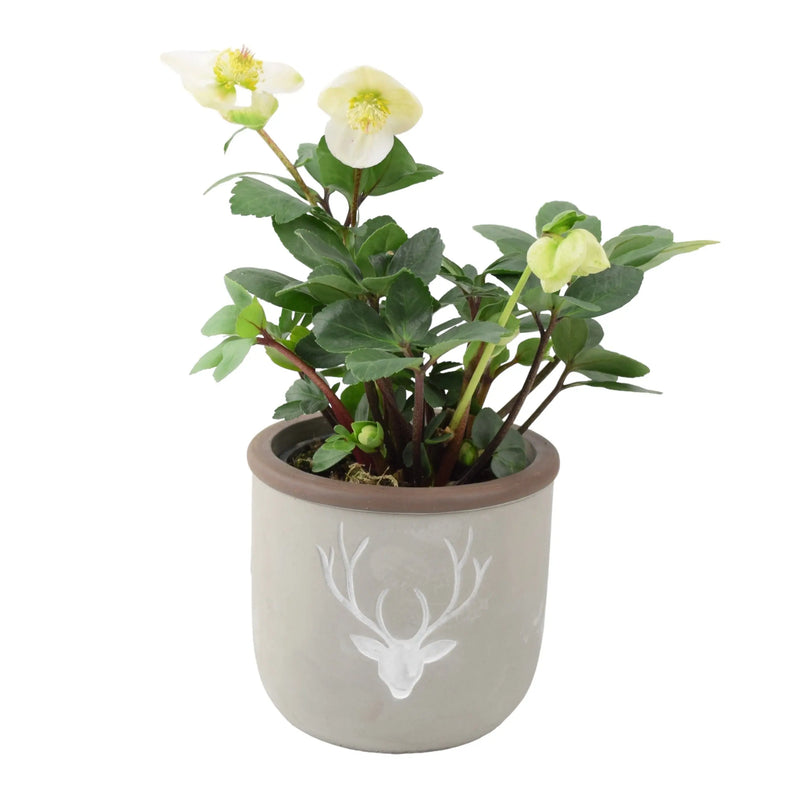 Hellebore in 12cm Concrete Stag Pot