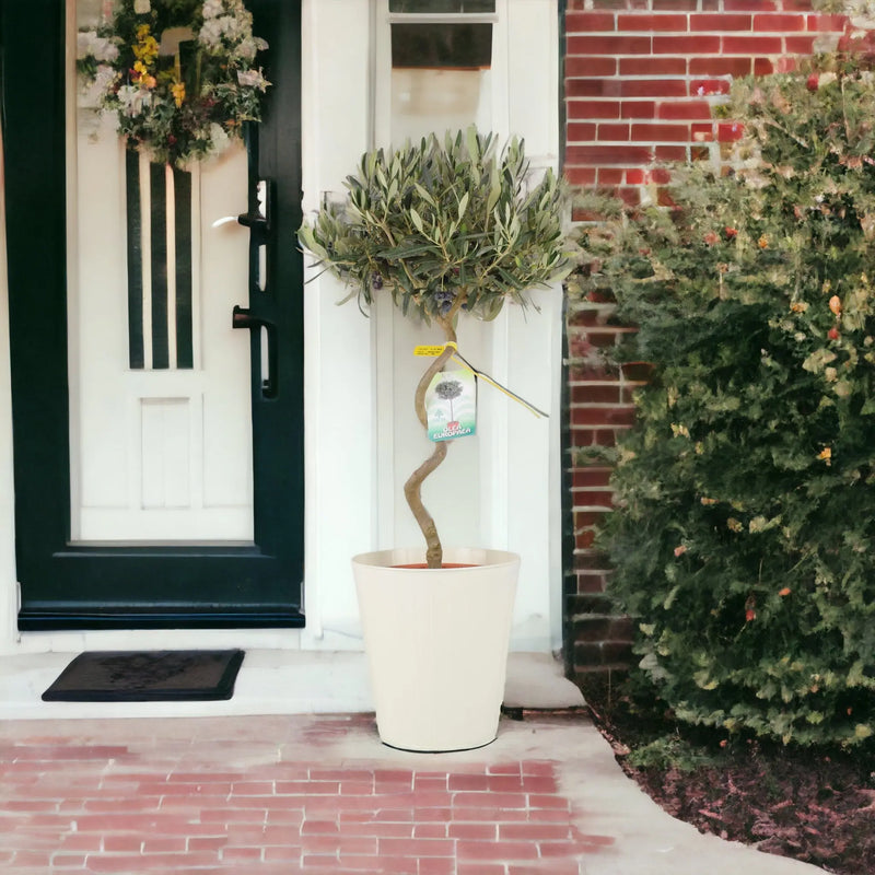 Olive Tree Spiral 80/90cm Tall 23cm pot