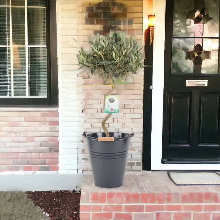 Olive Tree Spiral 