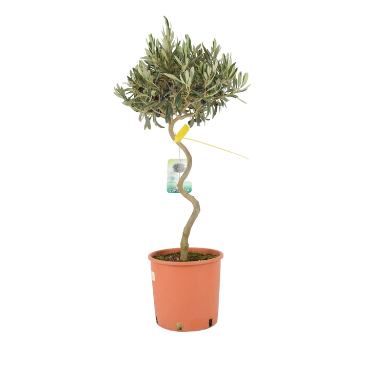 Olive Tree Spiral 