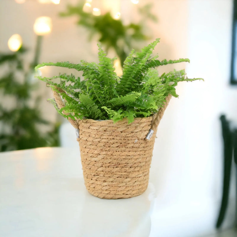 Boston Fern (Nephrolepsis) In 12cm