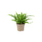 Nursery Pot