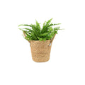 Boston Fern (Nephrolepsis) In 12cm